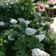 condo garden