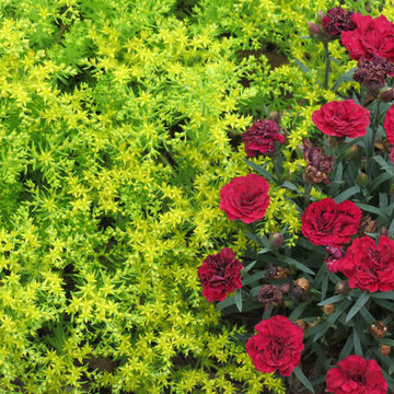 Miscellaneous Gardens and Various Pretty Things