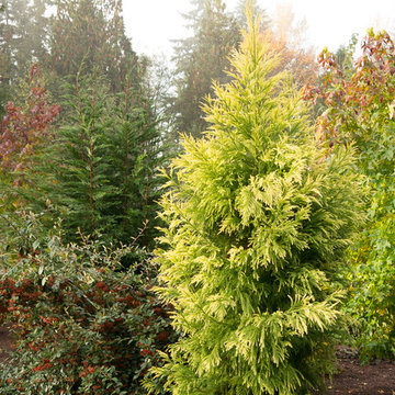 Great Design Plants