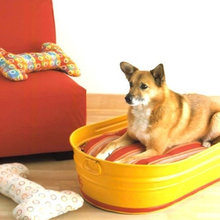 Stuff for Dog