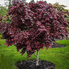 Trees & Shrubs