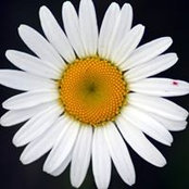 Mary Schepps billede