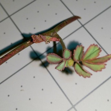 Suspected Rose (ID'd by floral_uk, NHBabs, and weedwoman)