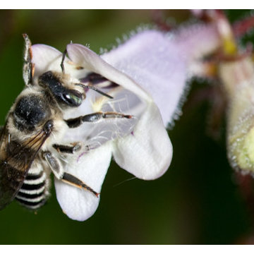 Smooth Beardtongue