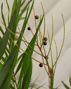 Parlor palm (Chamaedorea elegans) seeds, male vs. female | Houzz Forum