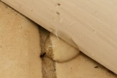 Carpenter Ant