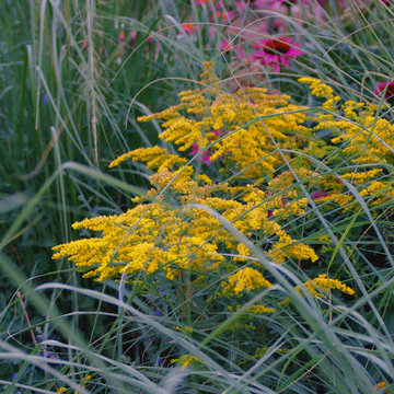 Naturalistic Planting; Meadow