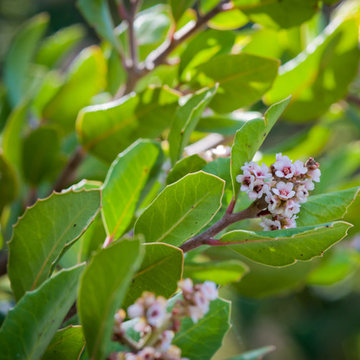 Lemonade Berry Shrub