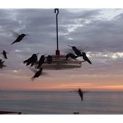 Carol Dawson's photo
