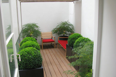 Roof garden with Acers and Boxes