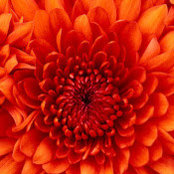 Olivia Potts's photo