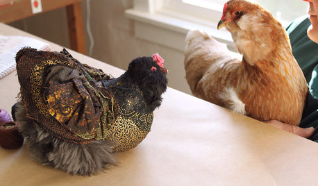 Pet’s Place: A Flock of Chickens Inspires Decor