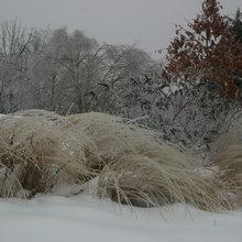Winter Structure