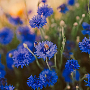 Cornflower and Bee