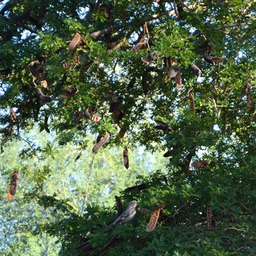 Southwestern Plants