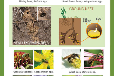 Pollinator Posters