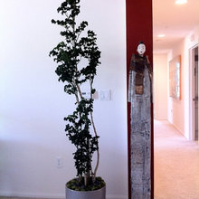 Indoor Plants