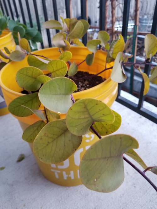 Anyone here grow capers?