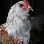 Photo de farmerken
