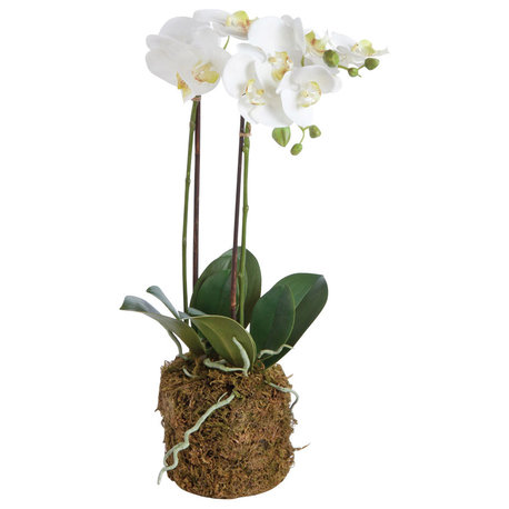 Hand-Crafted Orchid Drop-In Plant with Root Ball, 23"