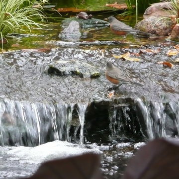 Water Gardens