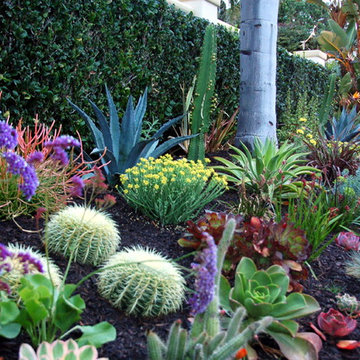 Succulent garden