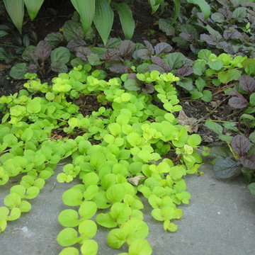 Naperville Illinois Estate Garden