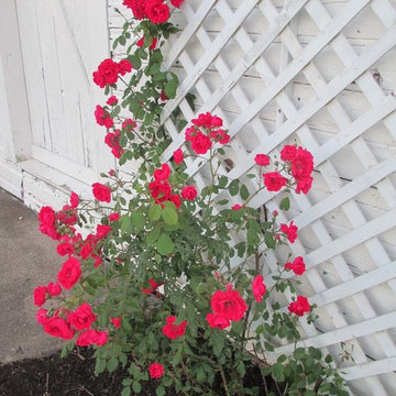 Beth's Gardens 2017