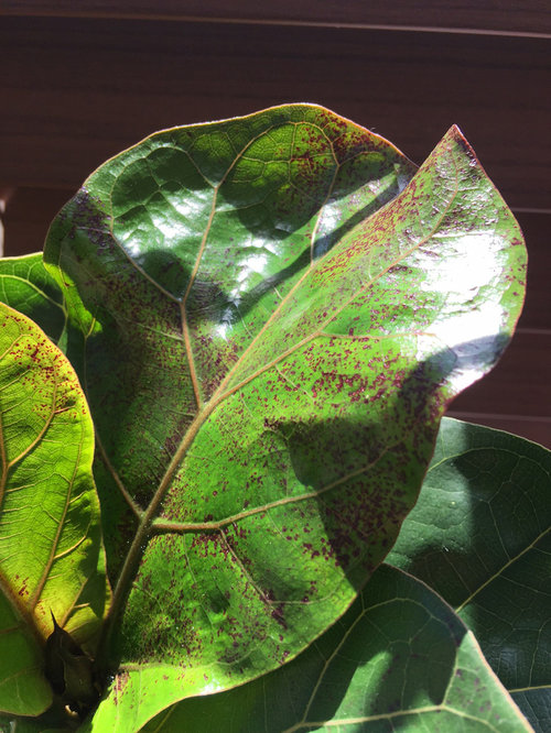 Fiddle leaf fig black spots on leaves