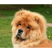 Ethan Chows foto