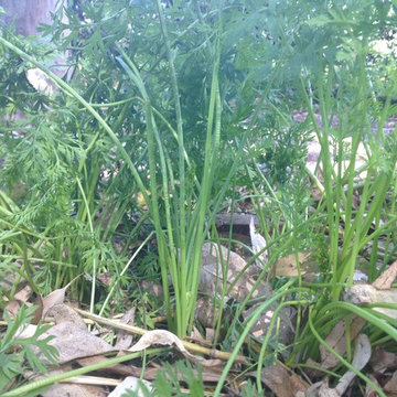 ebay, inc. Corporate Vegetable Garden Installation & Employee Garden Education