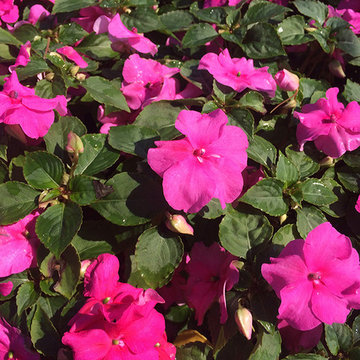 Current Featured Plants