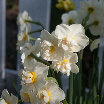 Spring Bulb Garden