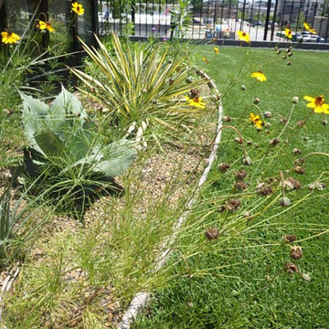 Year Three Showing Whales Tongue Agave and Slender Green Thread Flowers