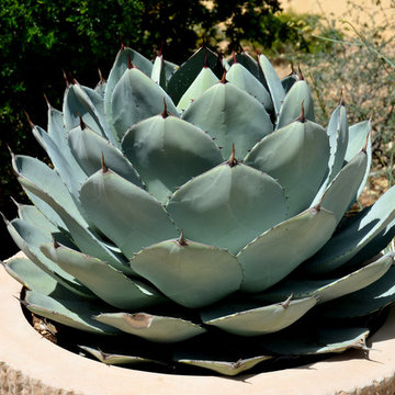 Southwestern Plants