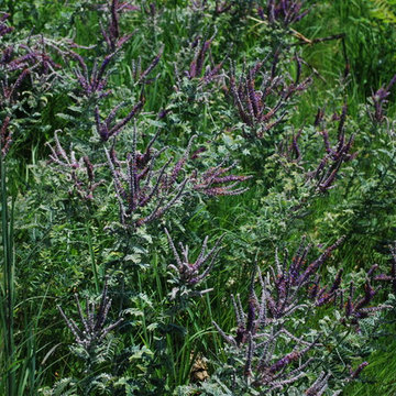 Lead Plant / Amorpha canascens
