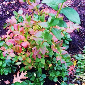 Woodstock Craftsman Cottage Rain Garden