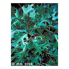 Attractive Plants