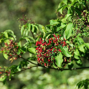 Blue elderberry