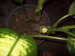 hanging garden plant pots Hanging Garden Basket main image 0