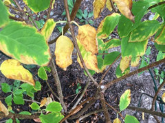 Hydrangea Leaves Turning Yellow