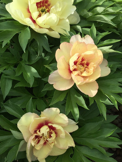 Peonies Finally Starting To Bloom