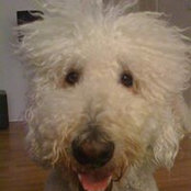 Sharon Caspi's photo