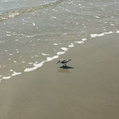 Melissa Lafsky Wall's photo