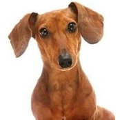 Lisa Shumaker's photo