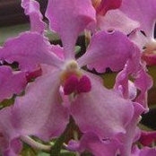 Herminia Campos's photo