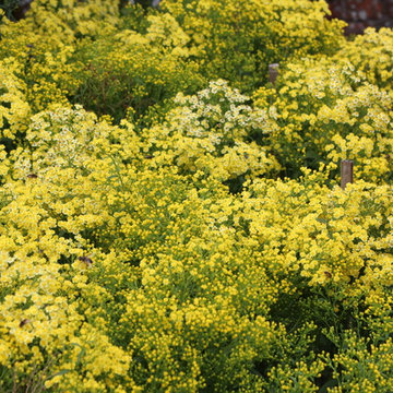 PLANT ASSOCIATIONS: bees & pollinators