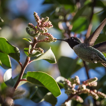 Hummingbird and Sugar Bush