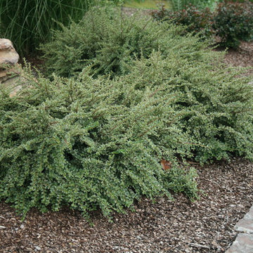 Northern Borders™ Cotoneaster