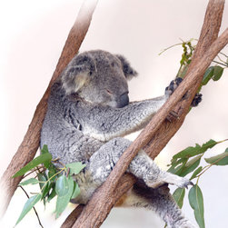 Life as Only a Koala Knows It! - Fine Art Prints